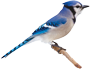 Blue jay image. A bird may serve as a spirit helper in a spiritual journey.