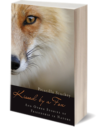 Book image Kissed by a Fox - a book to inspire deeper connection with nature