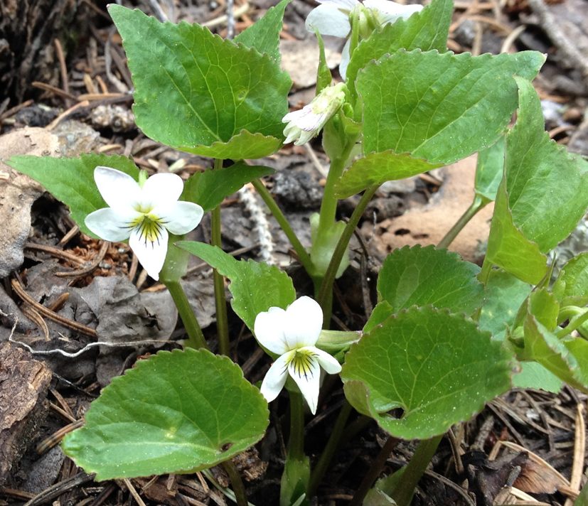 Close-up of small white violet near the crest of Sandia Mountains