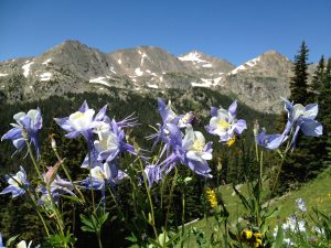 Lavender and white columbines blooming in bright sun against a far horizon of Rocky Mountain peaks