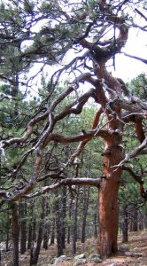 Enormous, gnarly ponderosa pine near Boulder, Colorado