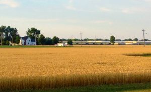 Wheat field near harvest in Ohio