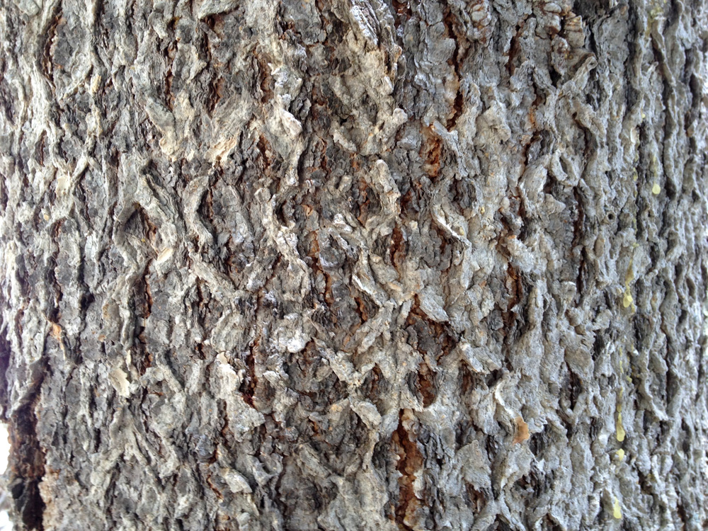 Gray bark in rows of little diamond shapes