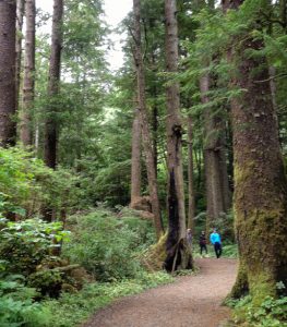 Trail with a few hikers among immense fir trees suggests awe is part of nature's healing power.
