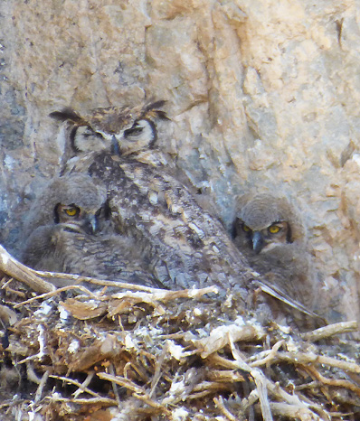 Great horned owl nest perched on a rock face with a dozing adult and two fuzzy wide-eyed baby chicks