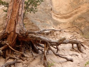 Ponderosa pine roots & trunk growing out of rock wall at Tent Rocks
