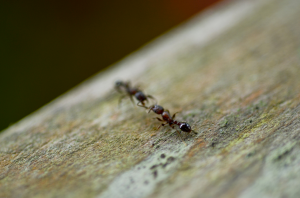 Antz, by mimathology, Flickr, Creative Commons license