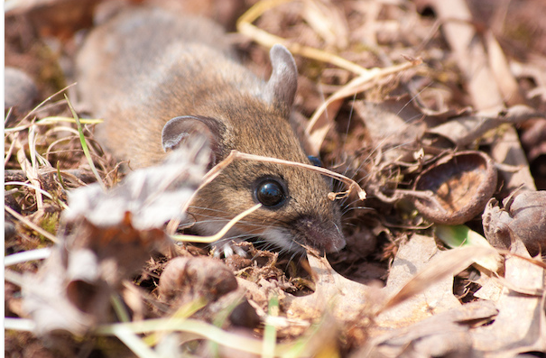 Small brown mouse with bright black eye in brown leaf litter, depending on the mercy of life.