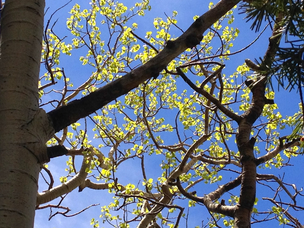 Baby green aspen leaves against a blue sky