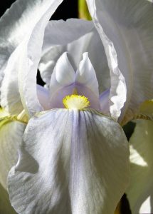 White bearded iris extreme close-up with yellow tufts of stamens and lavender tints on the petals.
