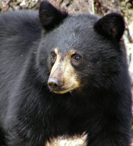 Photo of a black bear, the focus of my new spiritual memoir