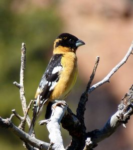 Male black-headed grosbeak perched in top branches