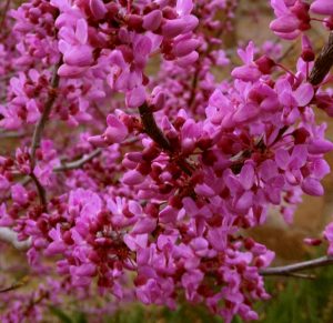 Bring pink blossoms of a redbud tree