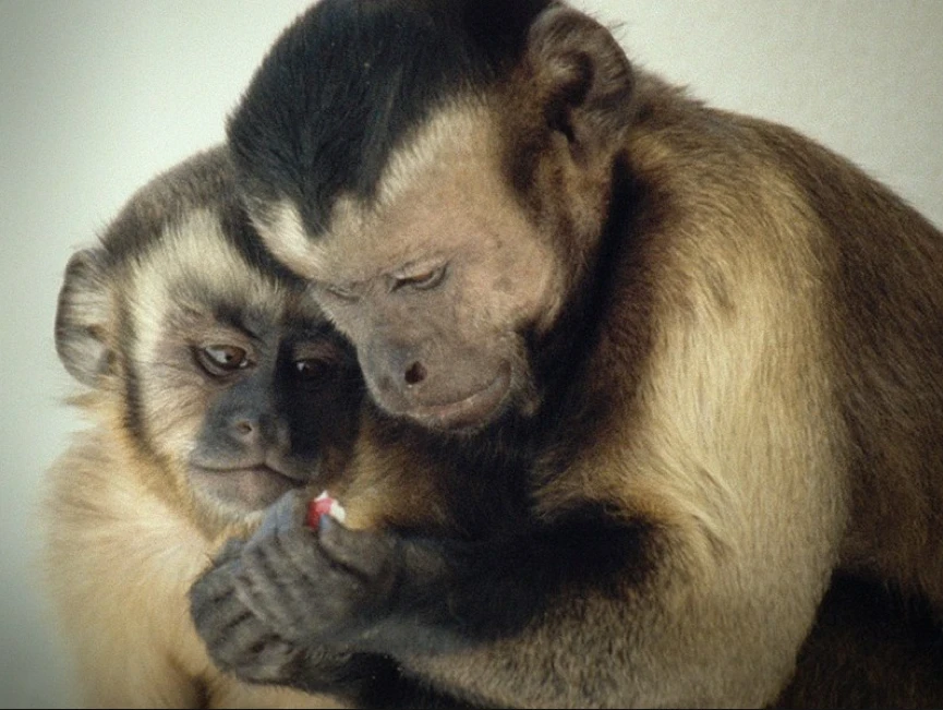 From Frans de Waal's TED Peachtree talk, "Moral Behavior in Animals"