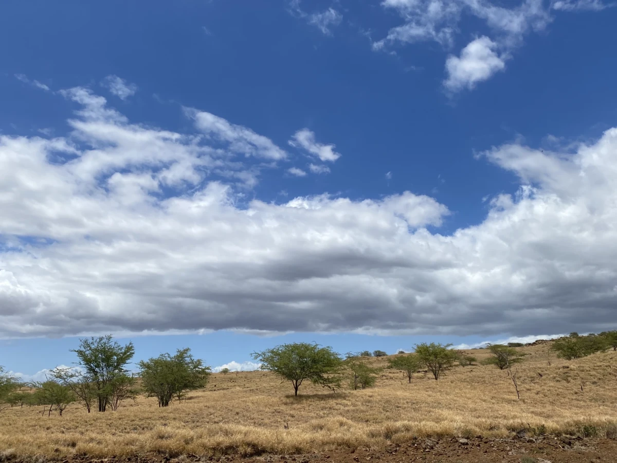 A slope of brown grass with a few scraggly trees under a deep blue sky with sweeping white clouds