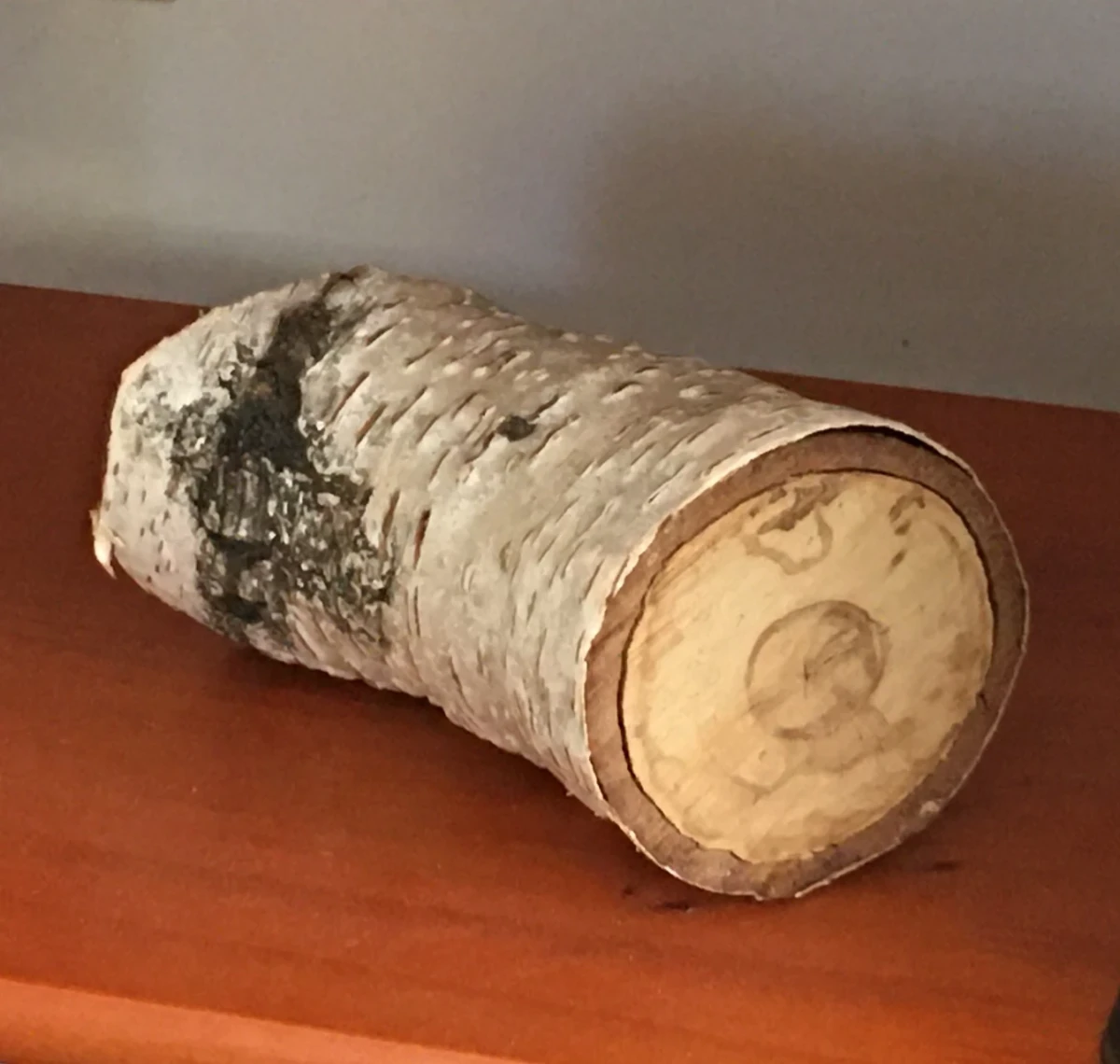 Small section of birch limb with white and black bark