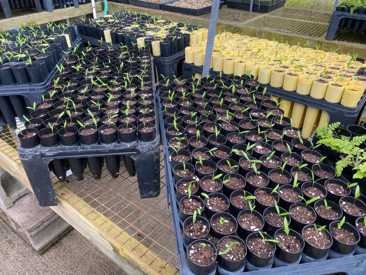 Hundreds of tiny seedlings an inch high, each with two leaves, each in its dibble