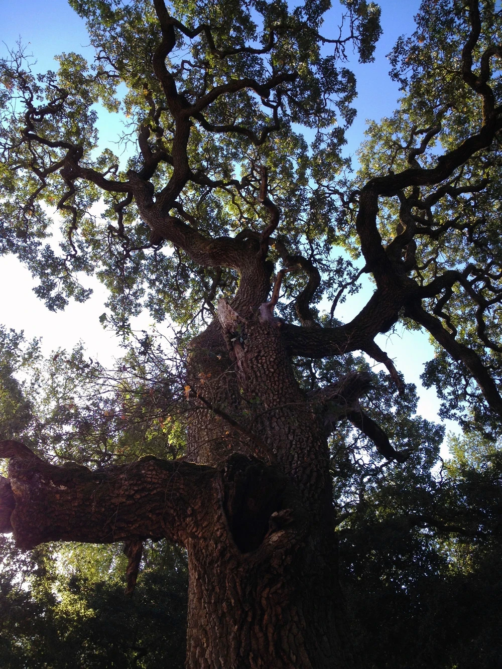 Enormous coast live oak tree viewed from below