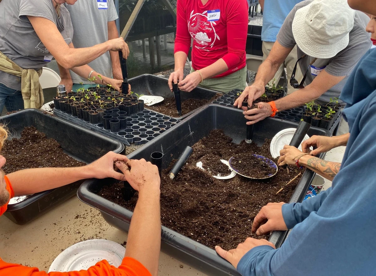 A table covered with low plastic tubs of potting soil and six sets of hands and arms working in the soil