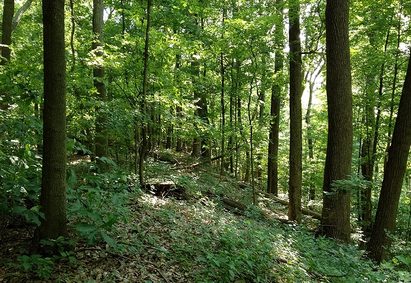Peaceful woods in central Ohio
