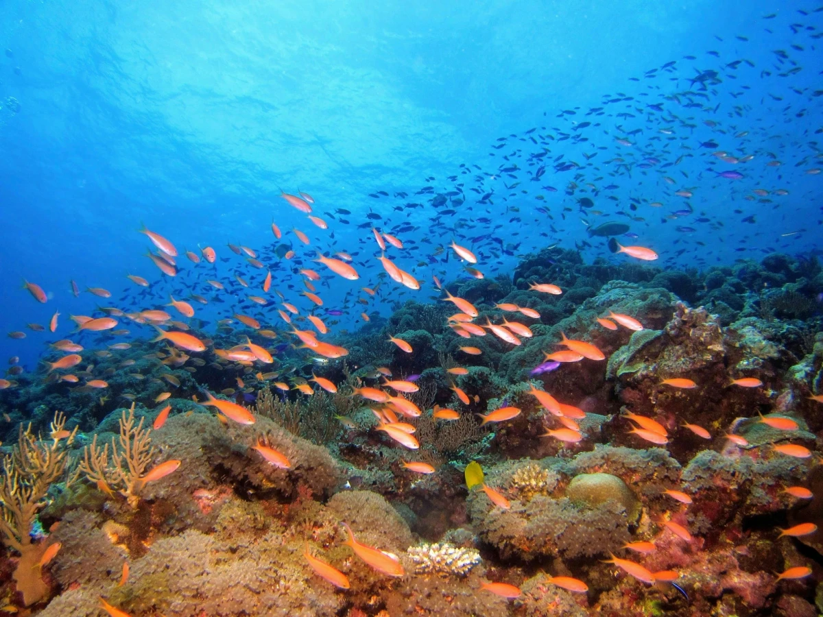 Underwater scene of a coral reef against deep blue water. Small red fish are swimming everywhere.