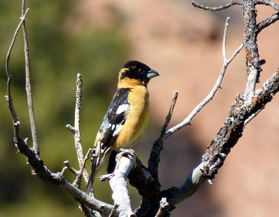 Male black-headed grosbeak perched in top branches