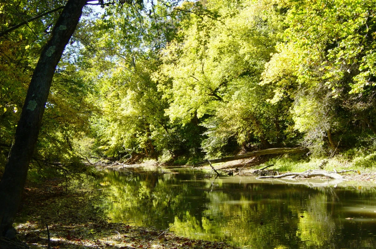 Large deciduous trees at height of summer green beside a still, murky creek
