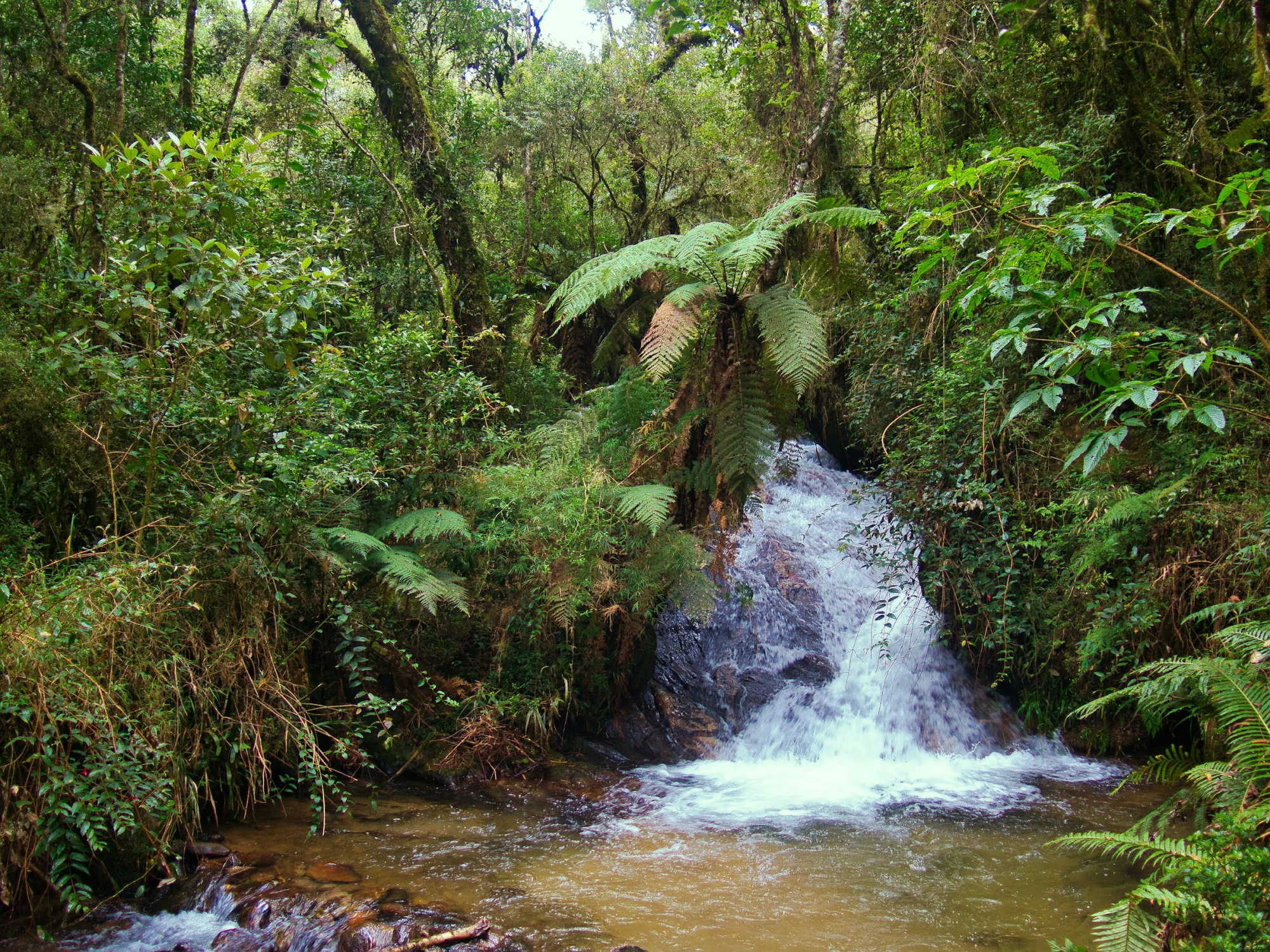 A creek rushes over a small waterfall in a forest filled with ferns and tropical greenery.