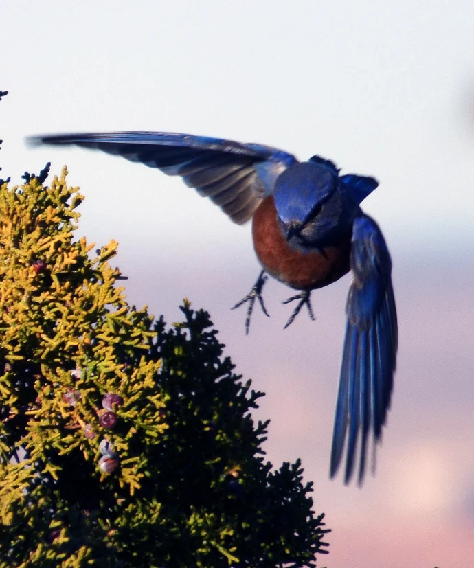 Western bluebird lifting off from juniper bush heading directly into camera, wings spread
