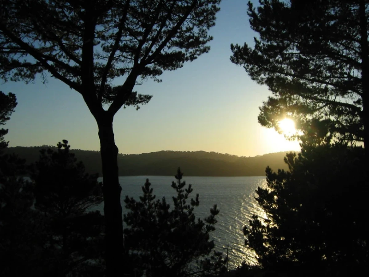 Looking out toward a bay through conifer trees silhouetted against a setting sun.