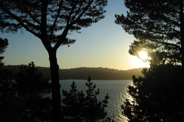 Looking out toward a bay through conifer trees silhouetted against a setting sun.