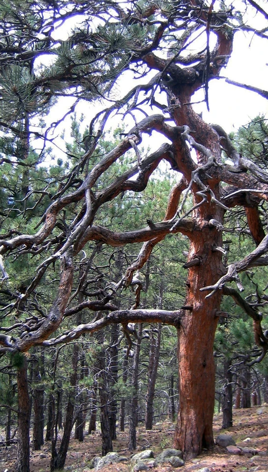 Tall, thick-trunked ponderosa pine with gnarled branches