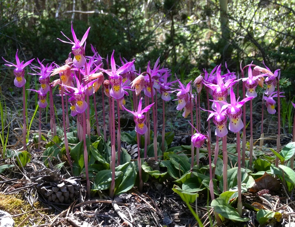 Calypso orchid community in Nederland, Colorado