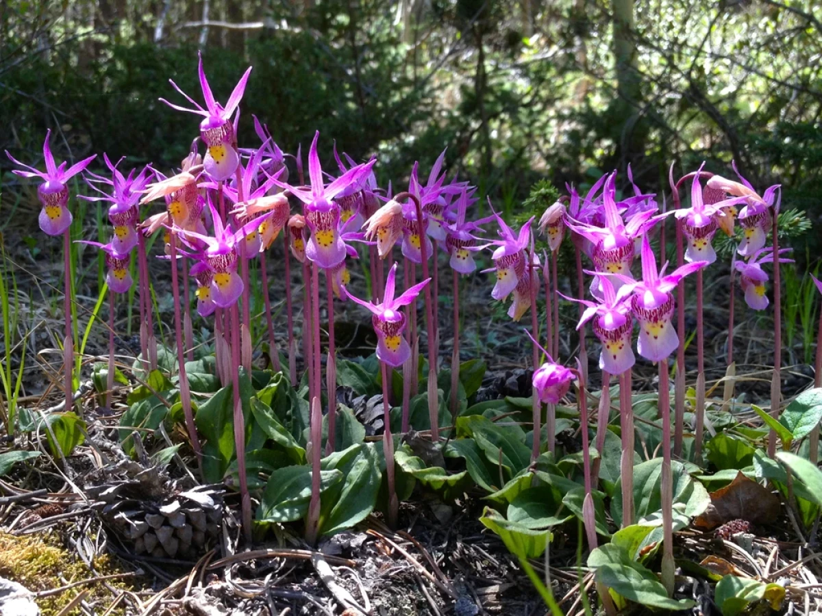 Looking face-on at a community of calypso orchids, purple petals and spotted sacks of the orchids shining in a ray of sunshine on the forest floor.