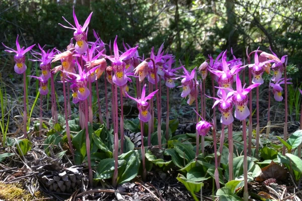 Looking face-on at a community of calypso orchids, purple petals and spotted sacks of the orchids shining in a ray of sunshine on the forest floor.