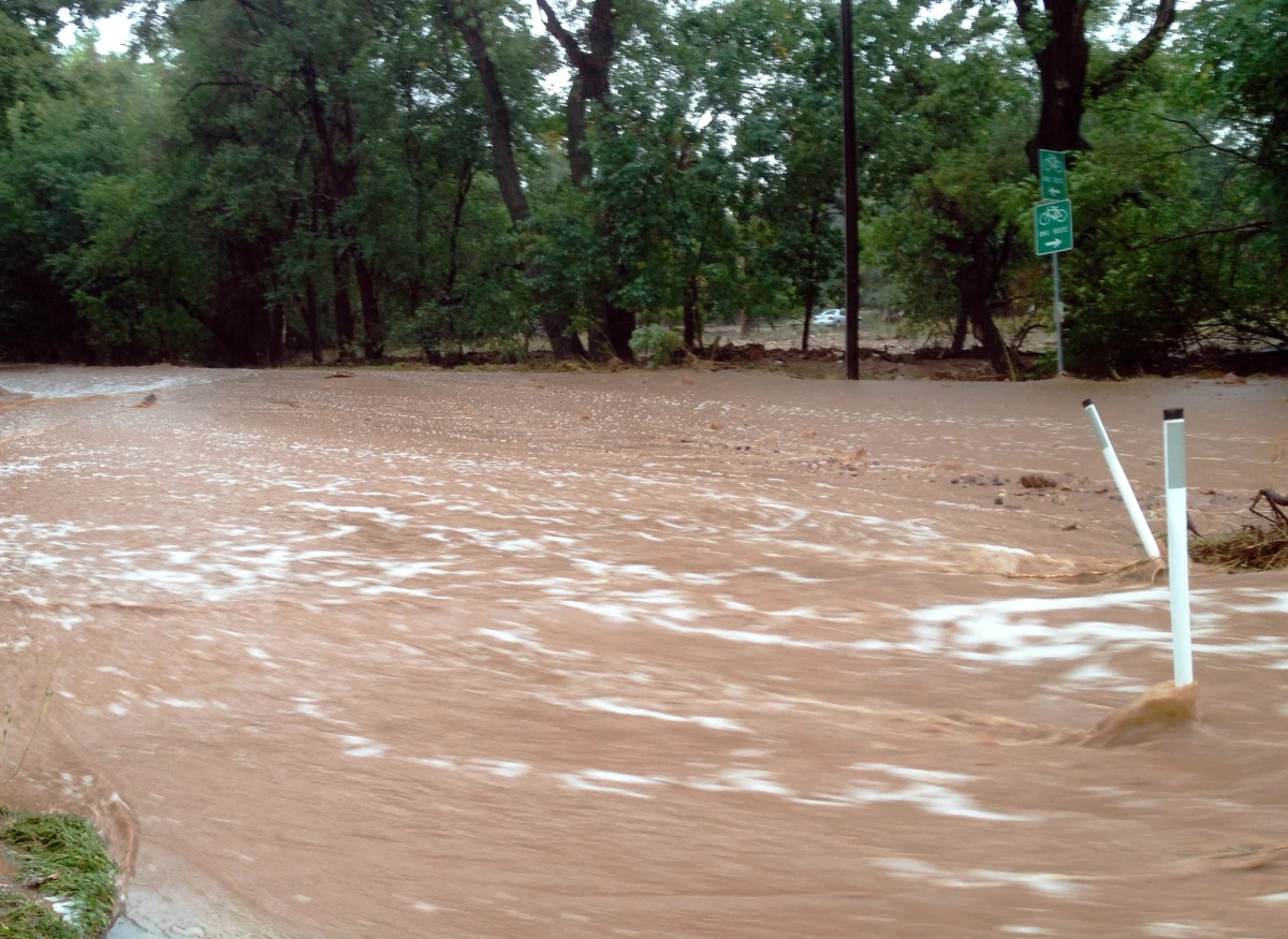 Muddy water swirls through a street lined by pine trees