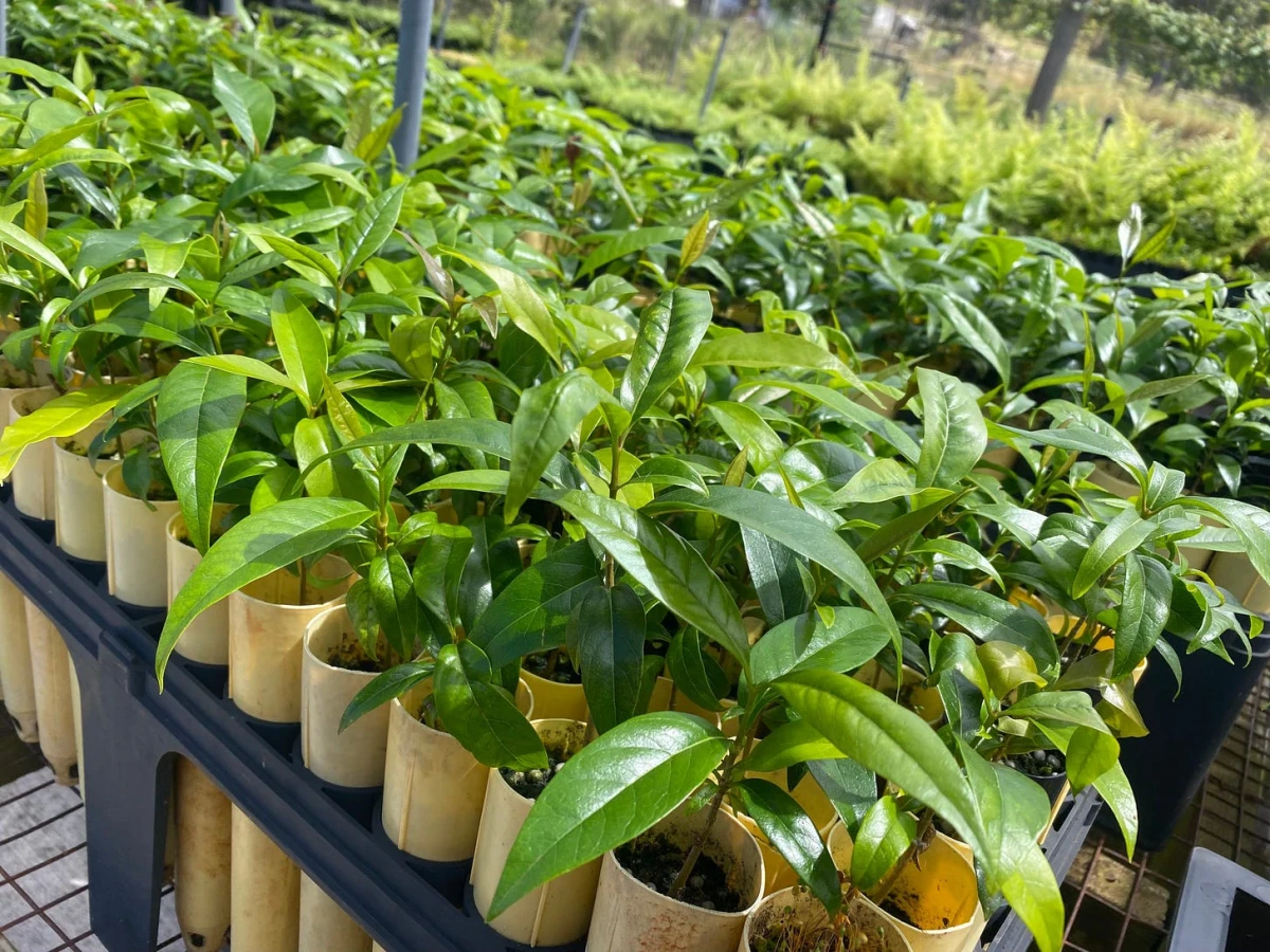 Hundreds of healthy green shoots several inches high, each with half a dozen leaves, each in its dibble