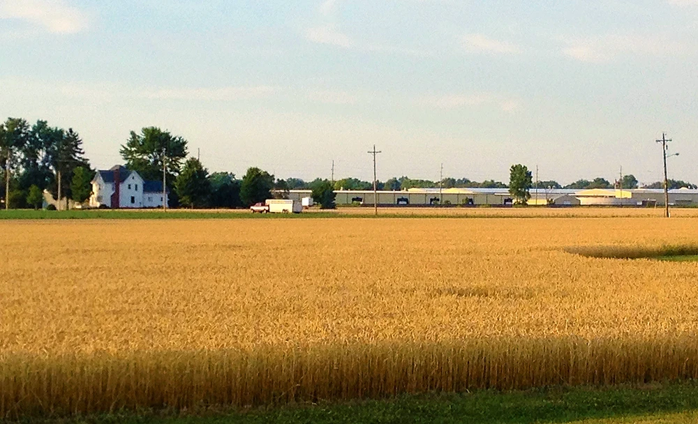 Wheat field near harvest in Ohio