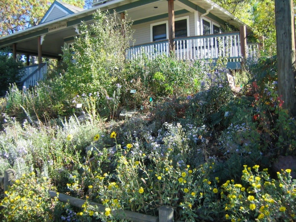Looking uphill toward the Chautauqua cottage with a profusion of native wildflowers in yellow and lavender covering the foreground and glowing in the morning sun