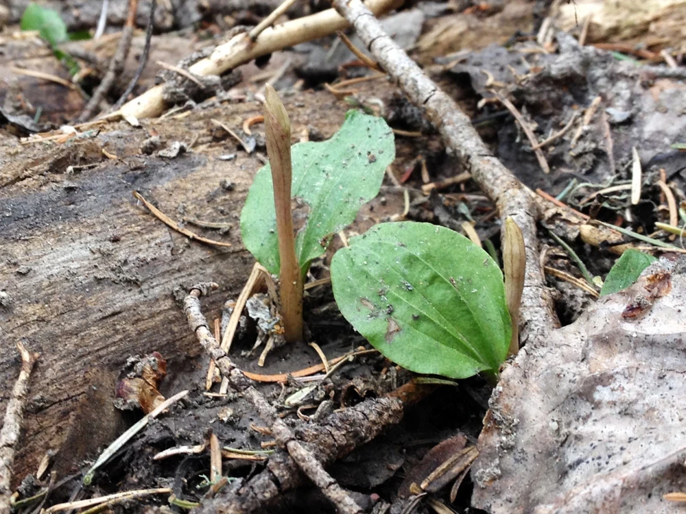Small calypso orchid shoots near the Sandia Crest