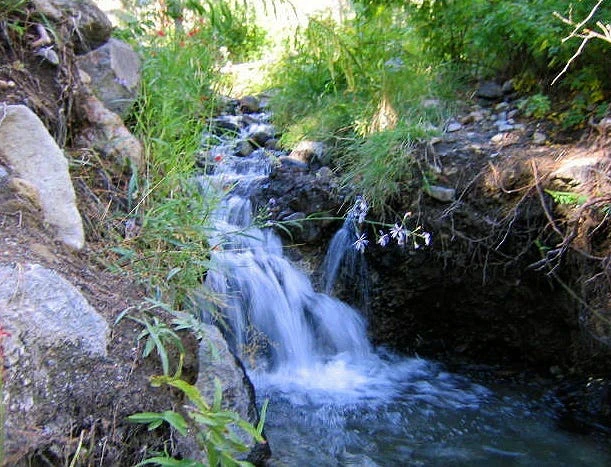 A shaded creek flows between rocky sides in New Mexico, a few wildflowers in red and white stretching over it