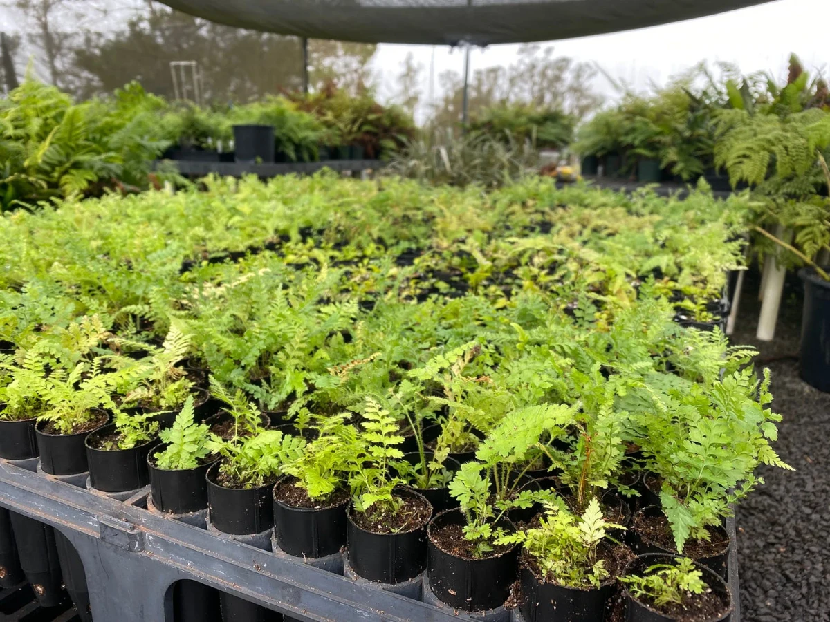Close-up view of a tabletop covered by hundreds of tiny fern plants in their planting tubes