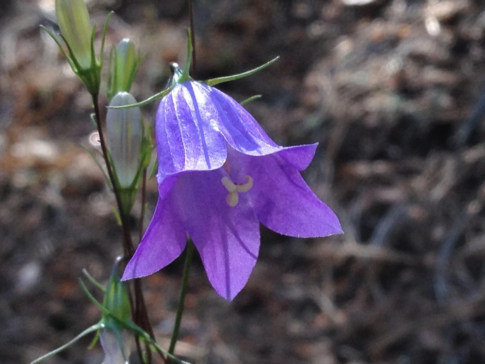 Looking up close into the lavender hanging bell-shaped flower