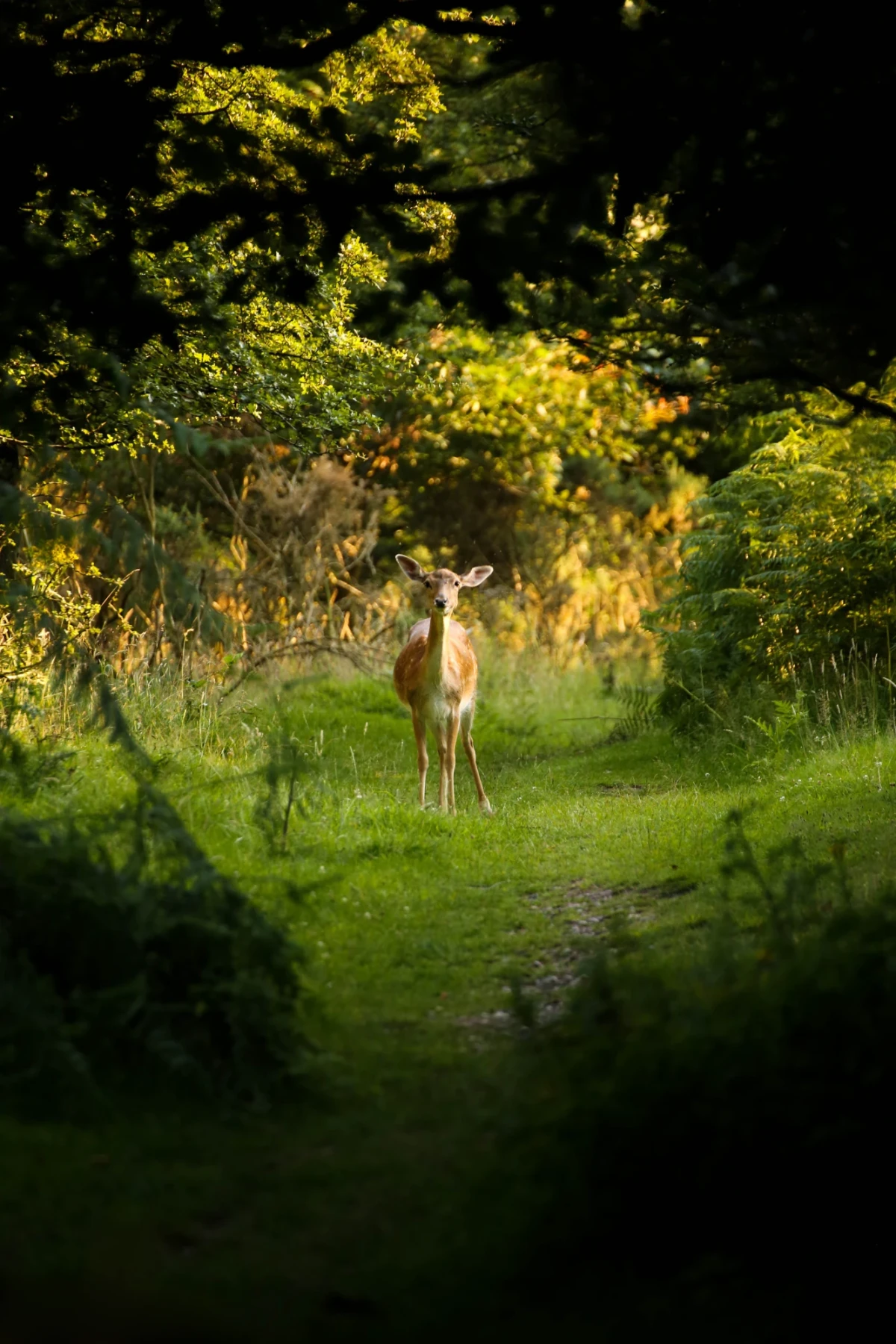 A doe standing alone, facing the camera, in the middle of a green clearing. Shedding possessions can feel vulnerable.