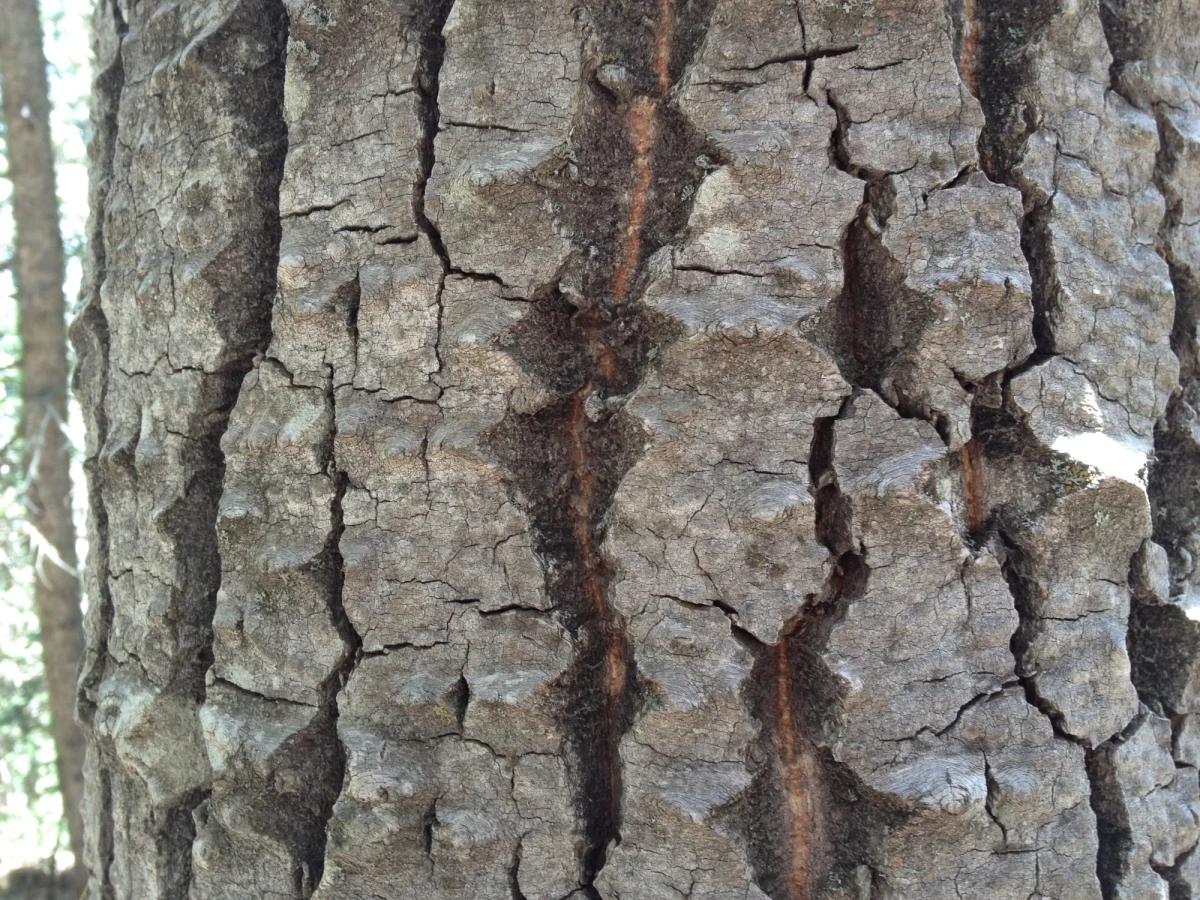 Thick gray bark, deeply furrowed