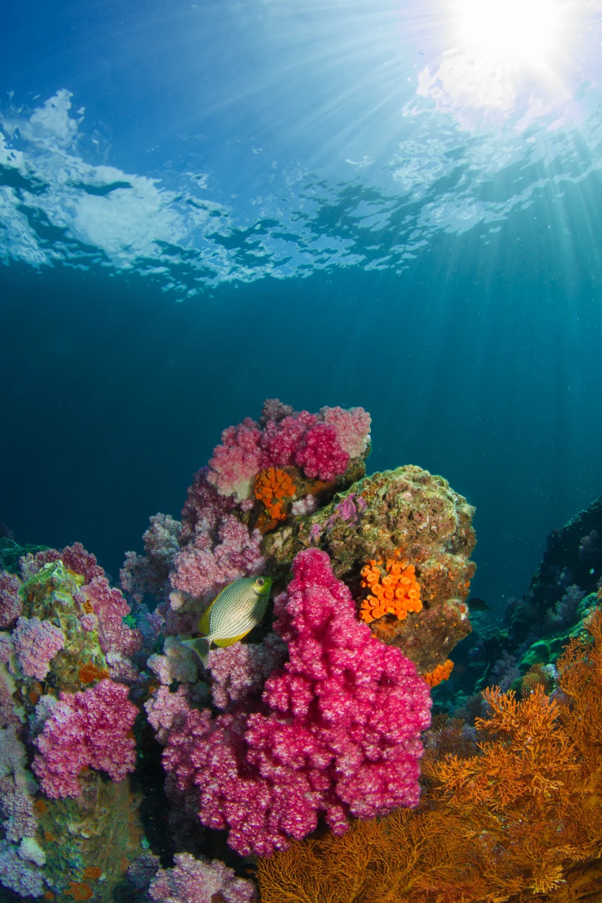 Bright orange and pink corals under a deep blue sea