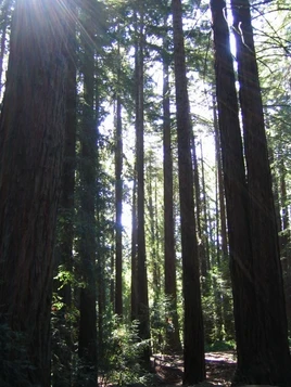 Sunlight glinting through redwood forest