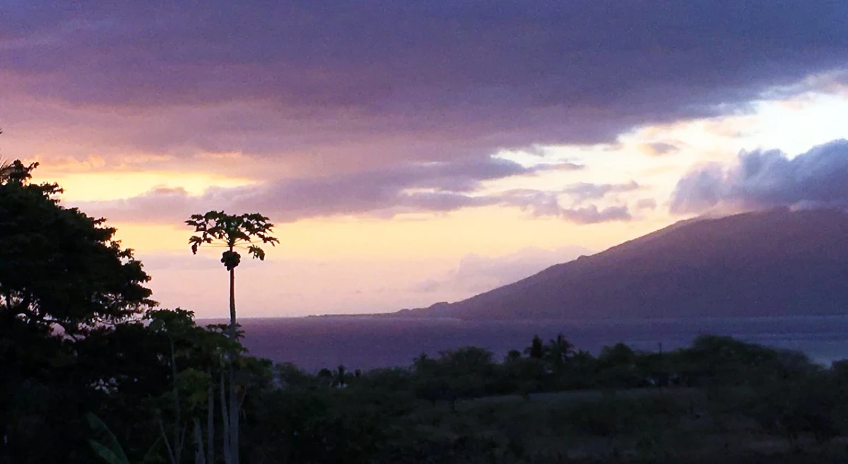 Purple and orange-yellow clouds over a dark violet sea with a spindly papaya tree silhouetted in foreground