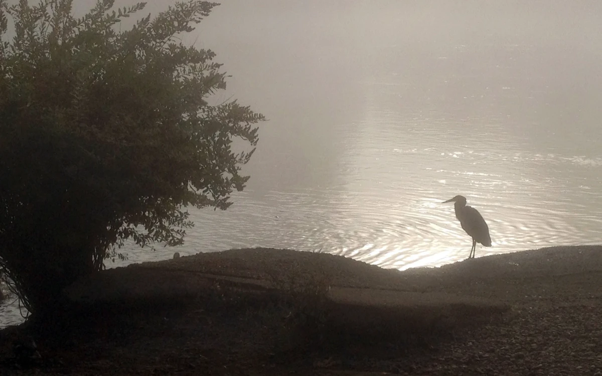 A heron and a shrubby tree stand on a bank, silhouetted against bright water in the hazy sepia light of sunrise