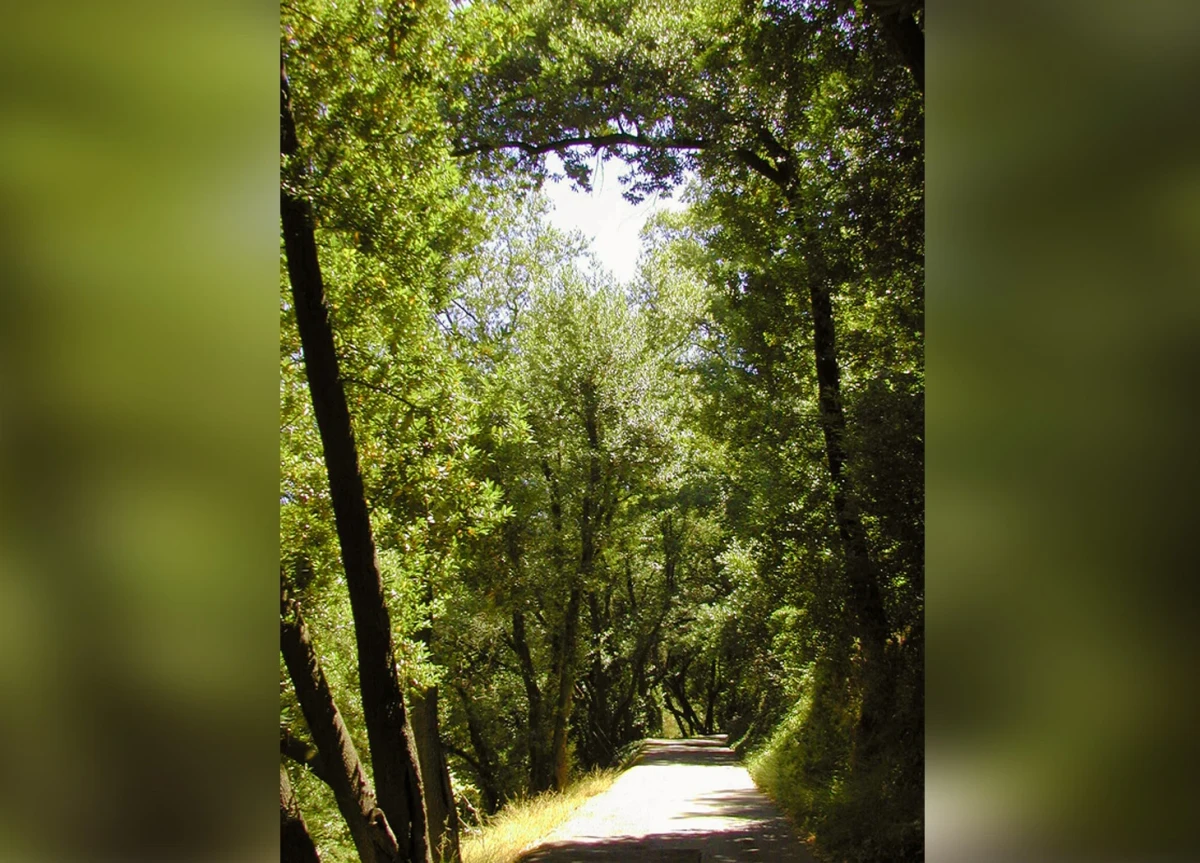sunlight peeking through huge overhanging trees onto a small street